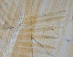 Zamites feneonis BRONGNIART - Bild &copy; FossNet FossilienStore